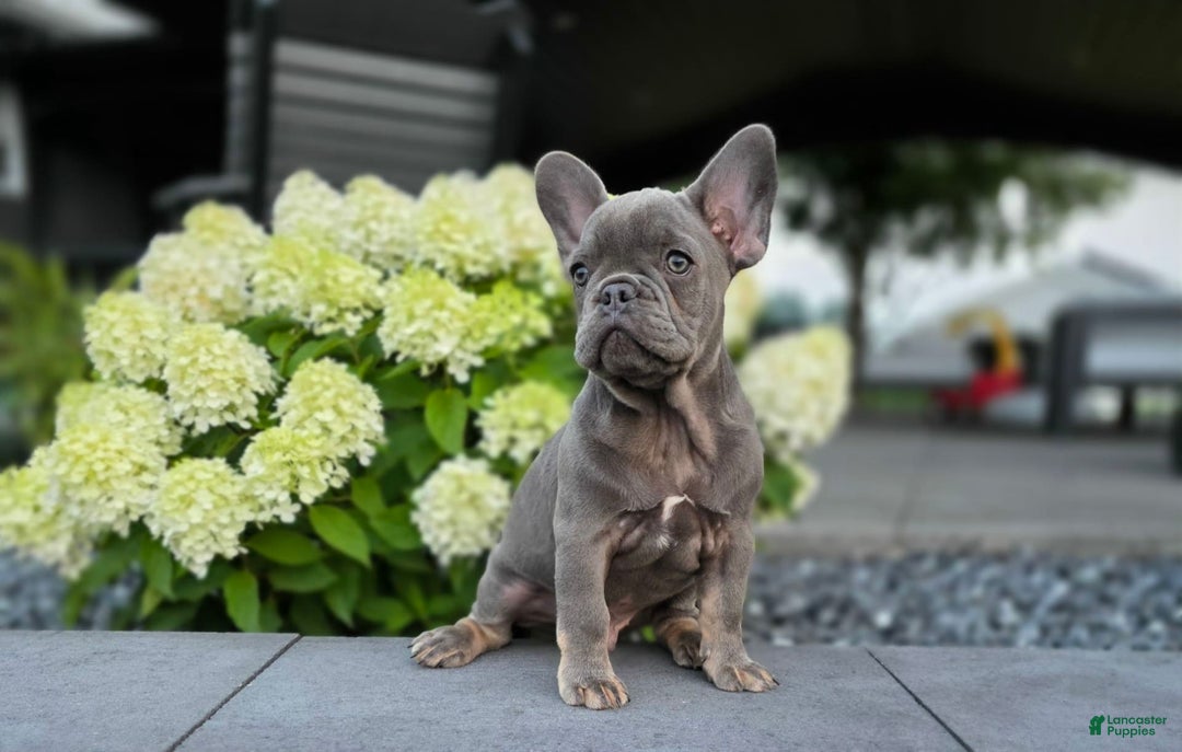 French Bulldog dogs for sale: Remi - Image 8