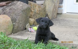 Labrador Retriever dogs for sale: Bella - Image 7