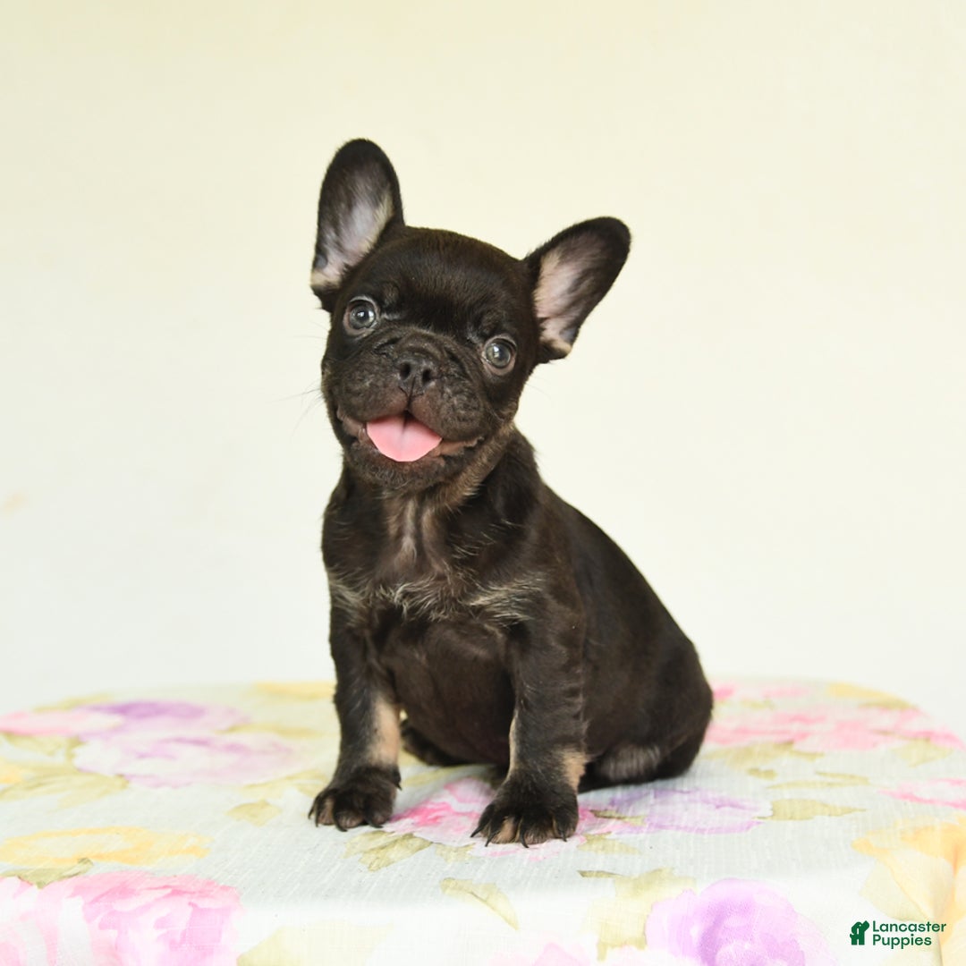 French Bulldog dogs for sale: Holly - Image 3