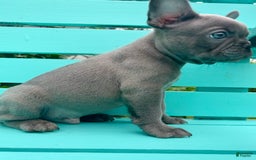 French Bulldog dogs for sale: Luna - Image 33