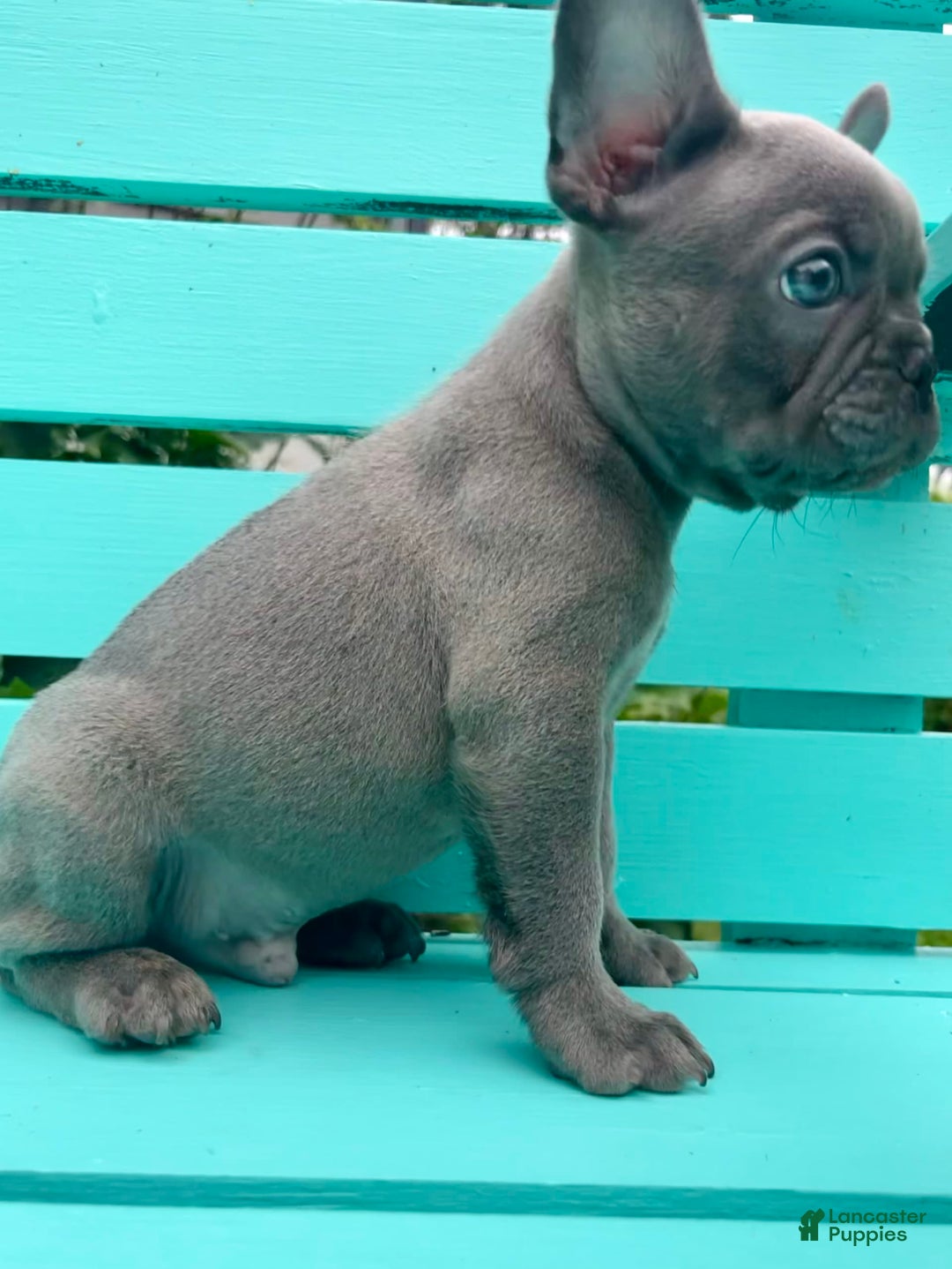 French Bulldog dogs for sale: Luna - Image 33