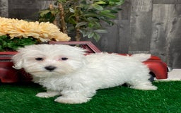 Coton De Tulear dogs for sale: Aero - Image 2