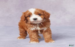 Cavapoo dogs for sale: Hugh - Image 2