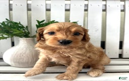 Cavapoo dogs for sale: Silas - Image 3