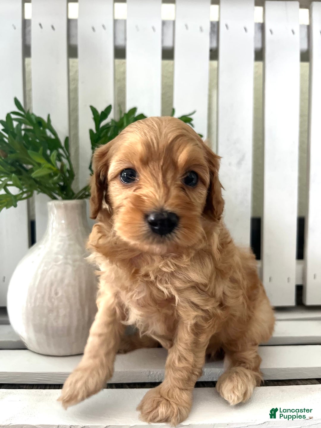 Cavapoo dogs for sale: Silas - Image 3