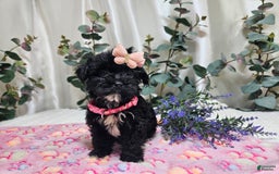 Morkie dogs for sale: Princess - Image 1
