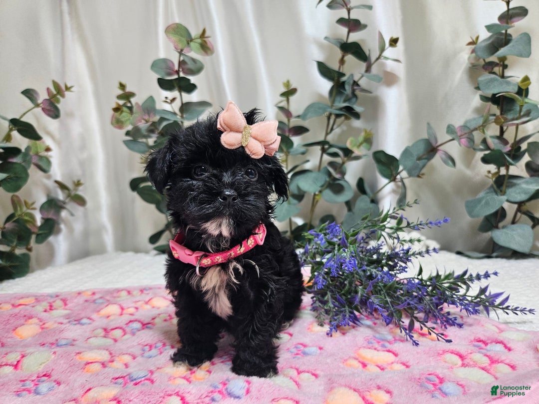 Morkie dogs for sale: Princess - Image 1
