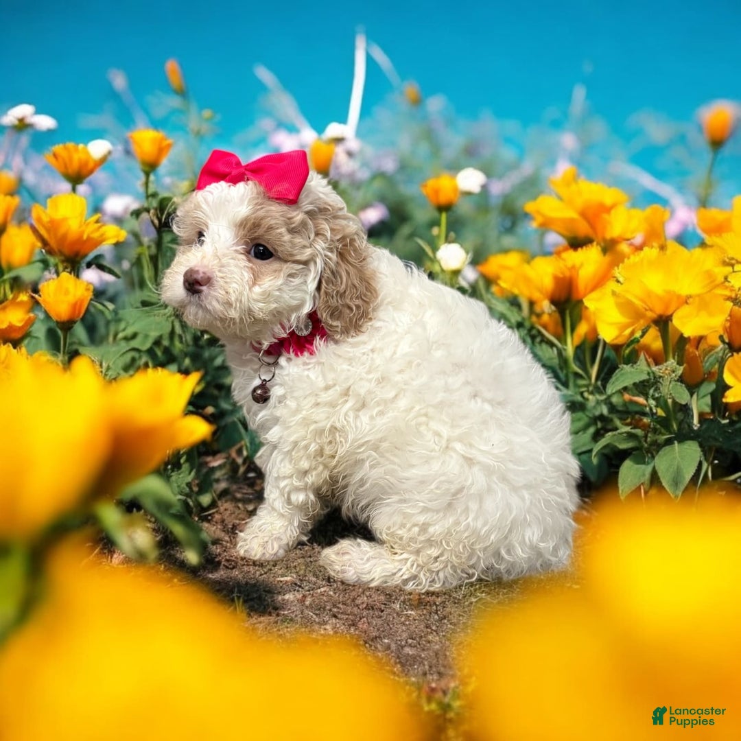 Cavapoo dogs for sale: Cannoli - Image 8