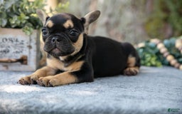 French Bulldog dogs for sale: Lucy - Image 1