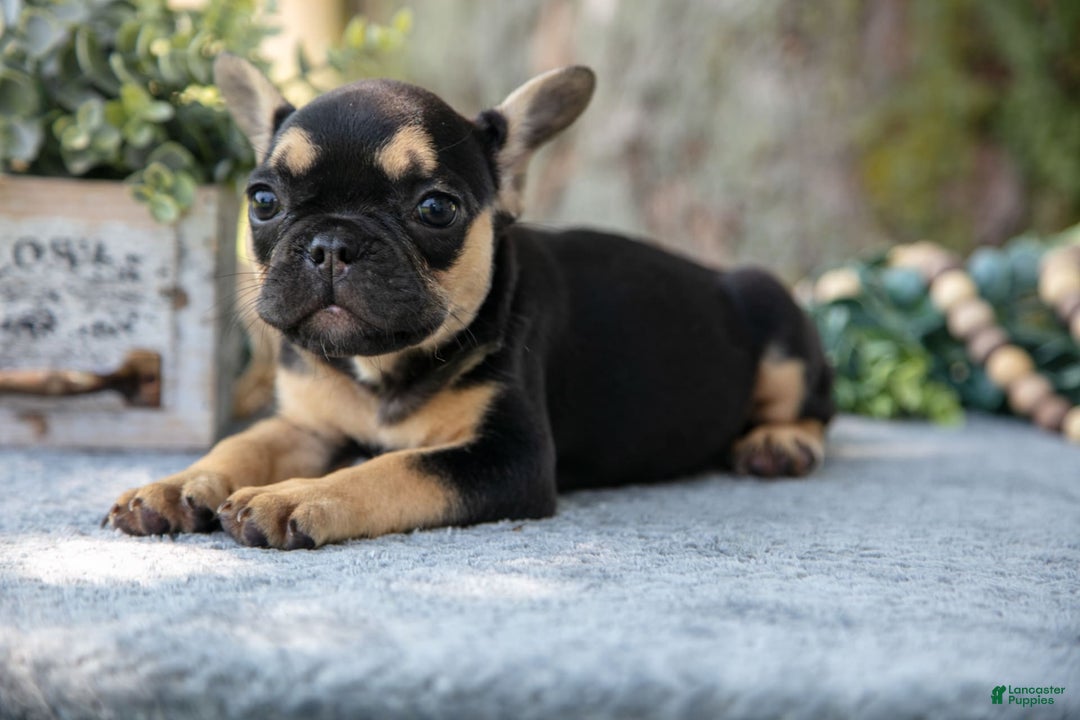 French Bulldog dogs for sale: Lucy - Image 1