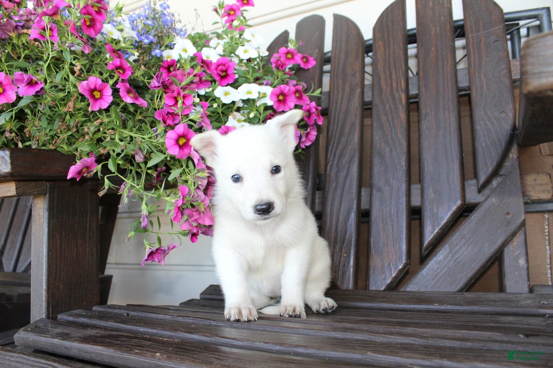 German Shepherd dogs for sale: Judy - Image 2