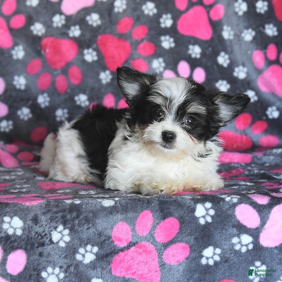 Morkie dogs for sale: Boots - Image 10