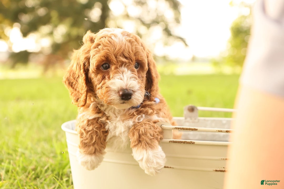 Mini Goldendoodle dogs for sale: Jet - Image 3