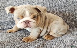 English Bulldog dogs for sale: Ollie - Image 15