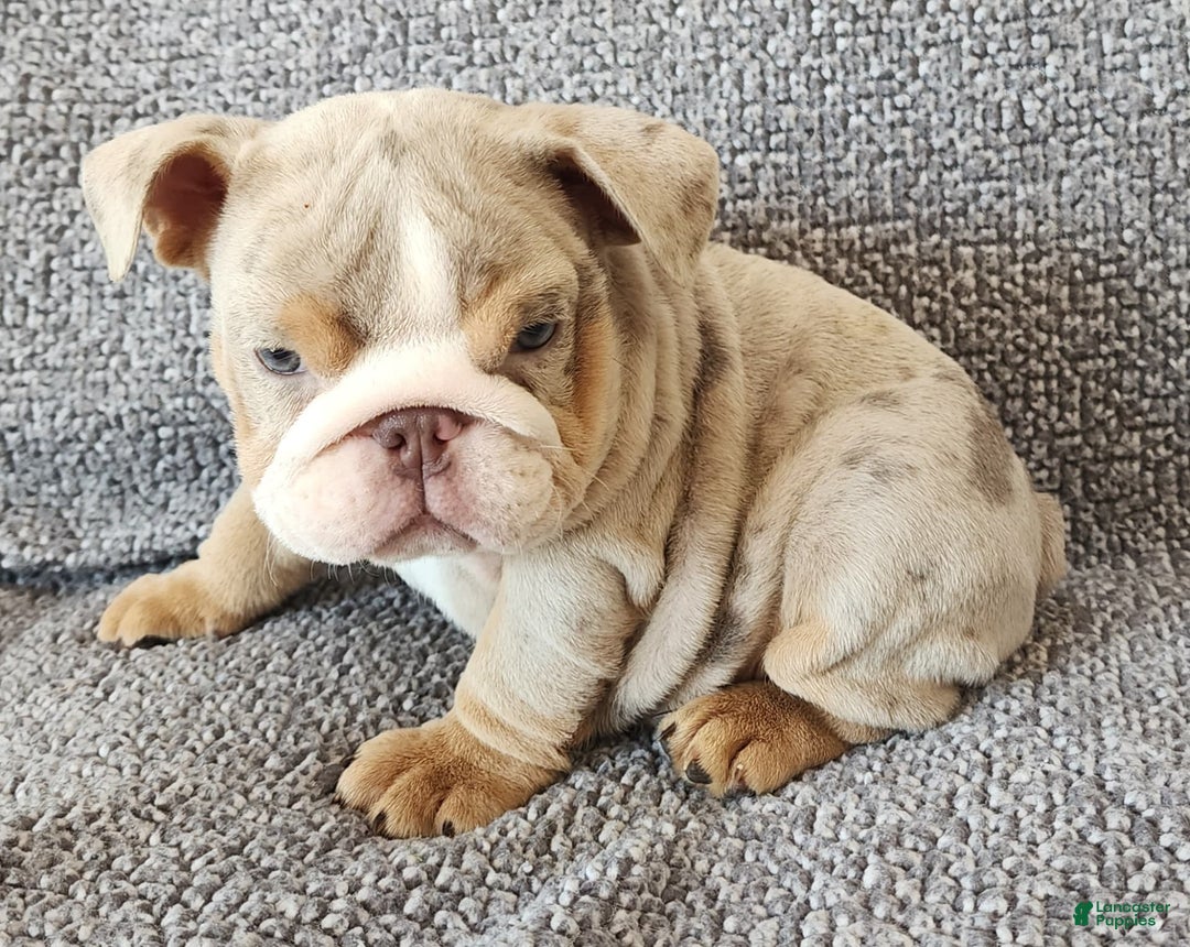 English Bulldog dogs for sale: Ollie - Image 15