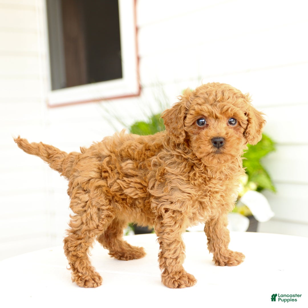 Miniature Poodle dogs for sale: Natalie - Image 2