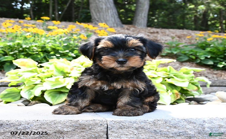 Yorkshire Terrier dogs for sale - Ad 2
