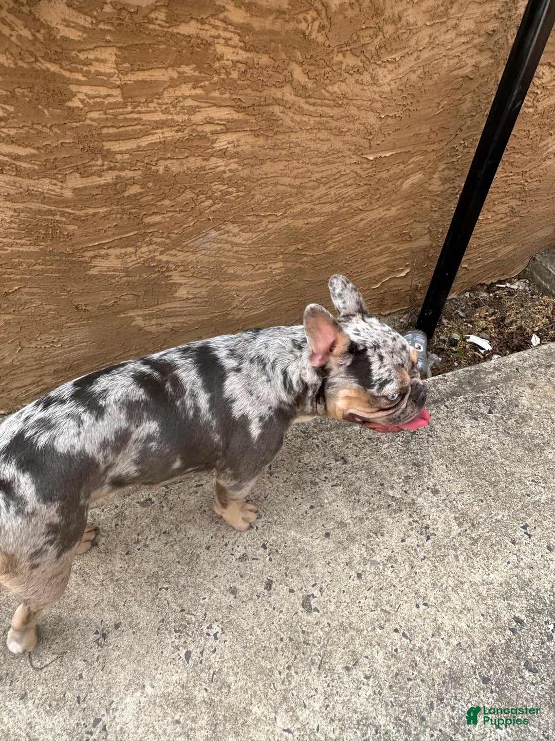 French Bulldog dogs for sale: Branch - Image 6