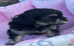 Maltipoo dogs for sale: Precious - Image 4