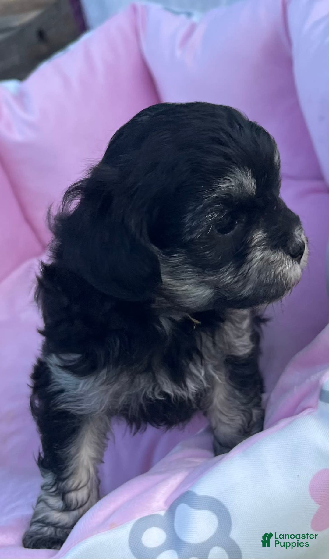 Maltipoo dogs for sale: Precious - Image 4
