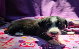 Border Collie dogs for sale: Coco - Image 17