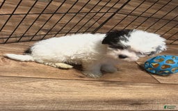 Maltipoo dogs for sale: Bouncer - Image 4