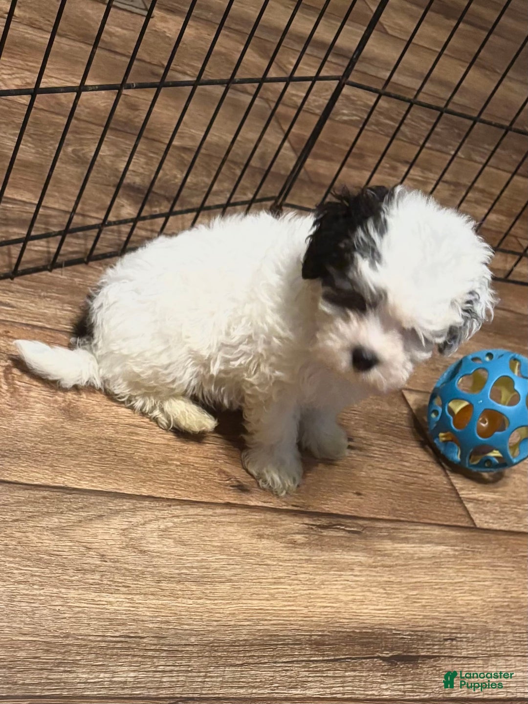Maltipoo dogs for sale: Bouncer - Image 4