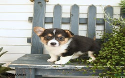 Welsh Corgi Pembroke dogs for sale: Jade - Image 1