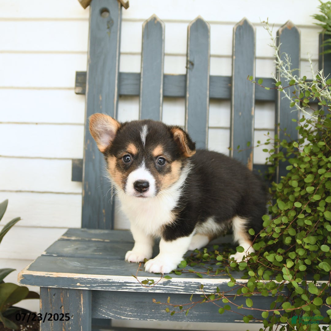 Welsh Corgi Pembroke dogs for sale: Jade - Image 1