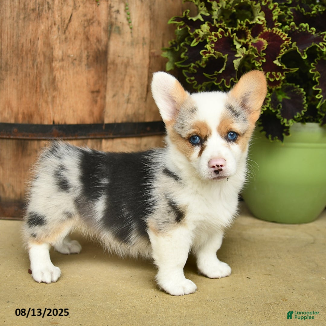 Welsh Corgi Pembroke dogs for sale: Nutmeg - Image 1