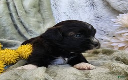 Shihpoo dogs for sale: Snickers - Image 4
