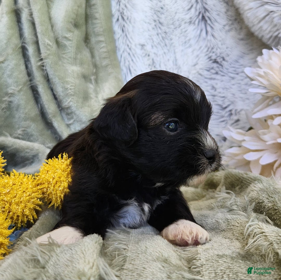 Shihpoo dogs for sale: Snickers - Image 4