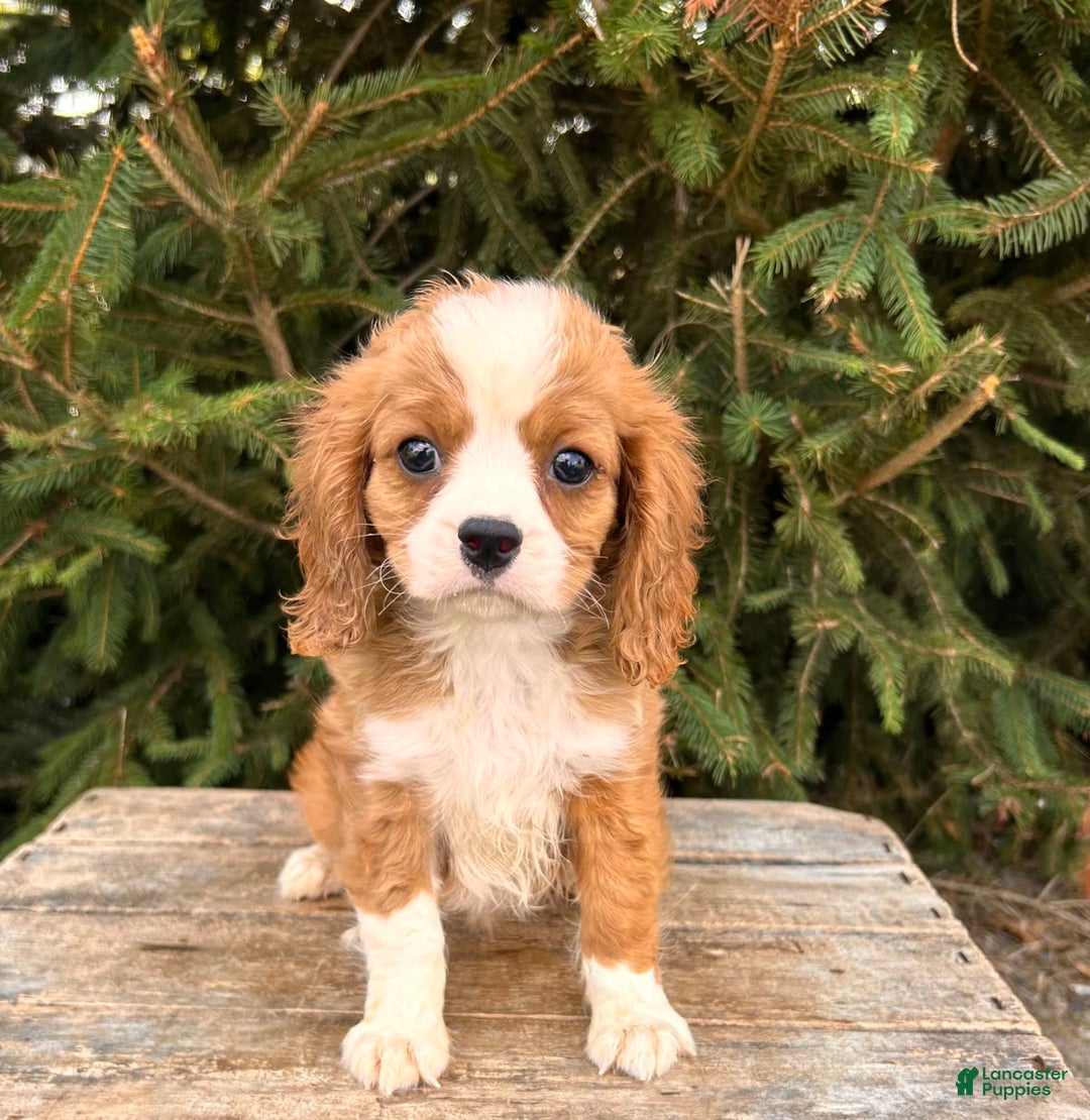 Miniature Bernese Mountain Dog dogs for sale: Annie - Image 2