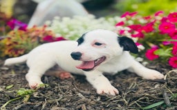 Jack Russell Terrier dogs for sale: Landon - Image 7