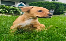American Staffordshire Terrier dogs for sale: Galinda - Image 13