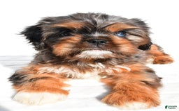Cavapoo dogs for sale: Daisy - Image 9