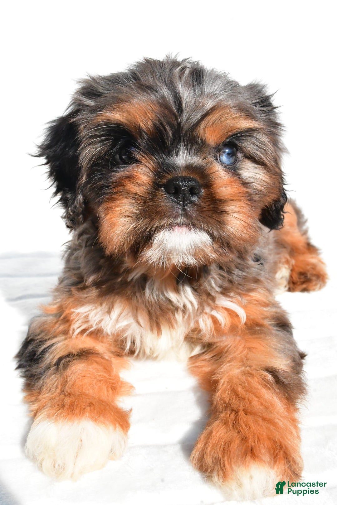 Cavapoo dogs for sale: Daisy - Image 9