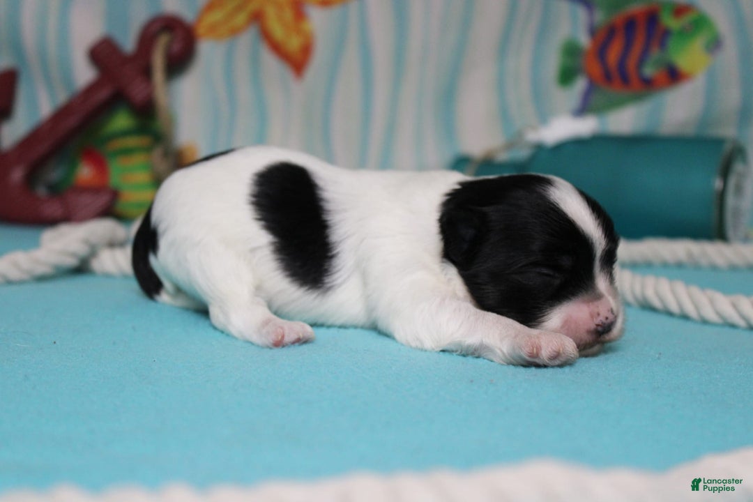 Morkie dogs for sale: Macchiato - Image 3