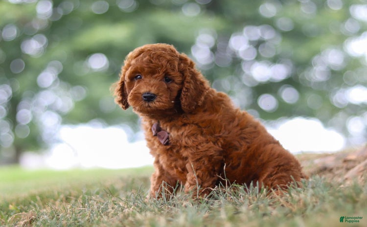 Mini Goldendoodle dogs for sale - Ad 3