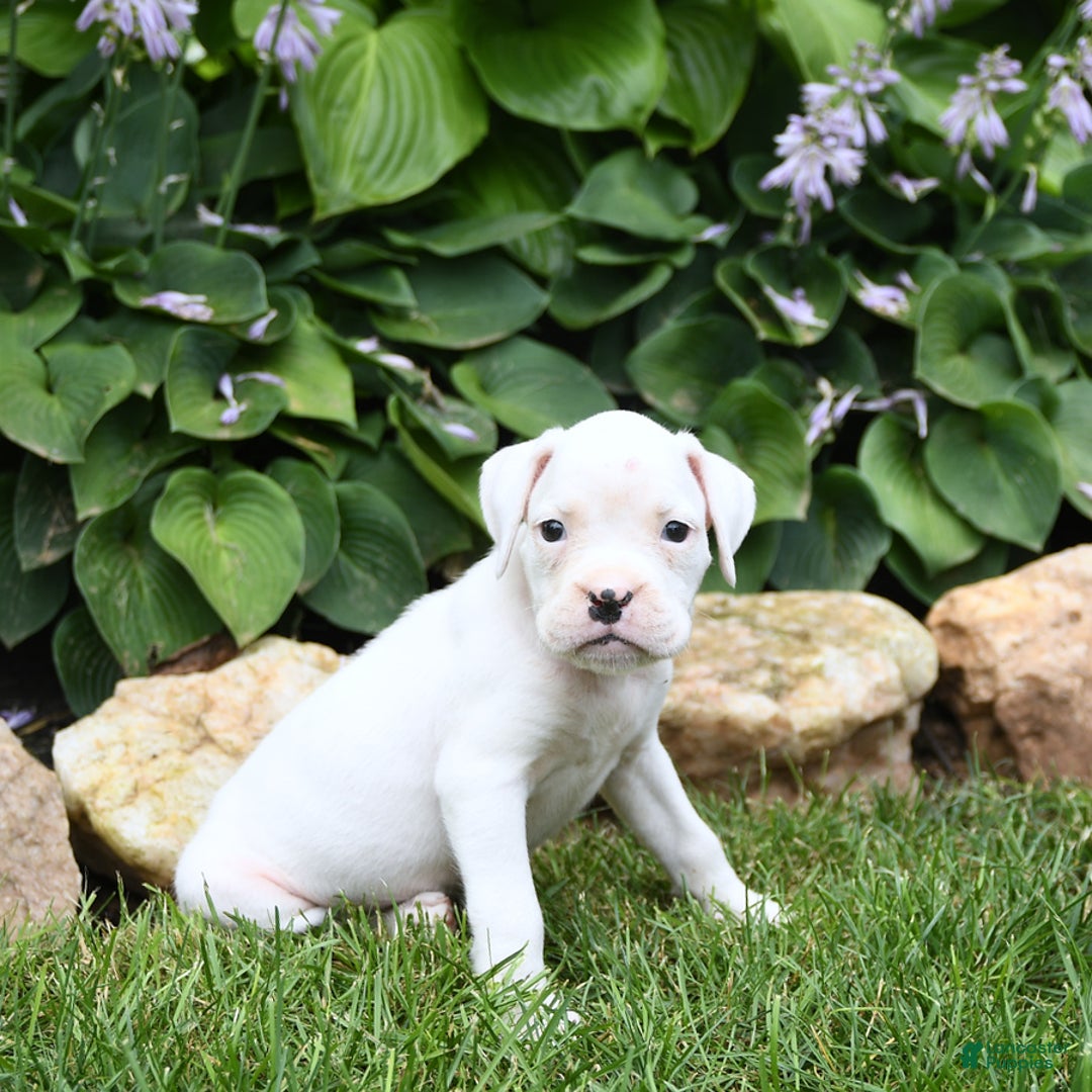 Boxer dogs for sale: Diamond - Image 4