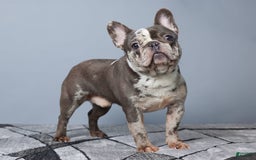French Bulldog dogs for sale: Rhonda - Image 11