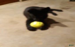 German Shepherd dogs for sale: Little Girl - Image 3