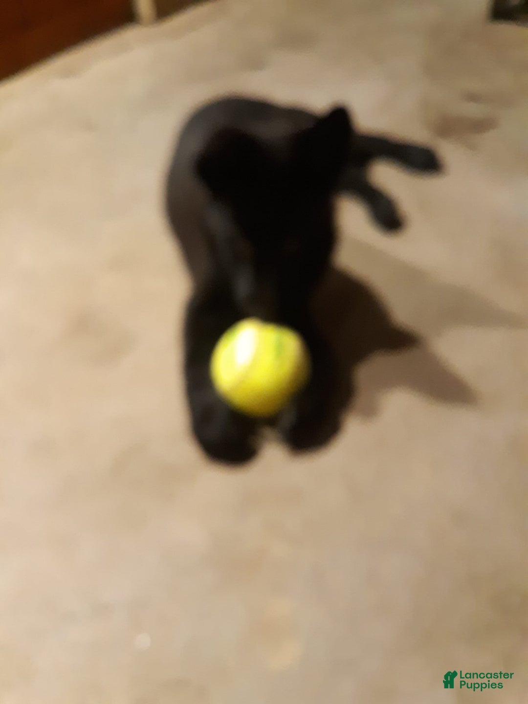 German Shepherd dogs for sale: Little Girl - Image 3