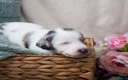 Doxiepoo dogs for sale: Muffin - Image 5