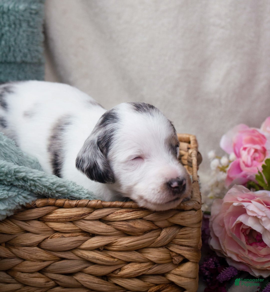 Doxiepoo dogs for sale: Muffin - Image 5