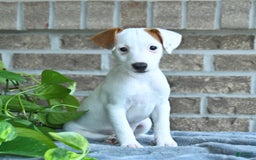 Jack Russell Terrier dogs for sale: Reese - Image 3