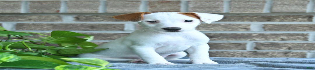 Reese
