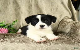 Bernese Mountain Dog dogs for sale: Flo - Image 8