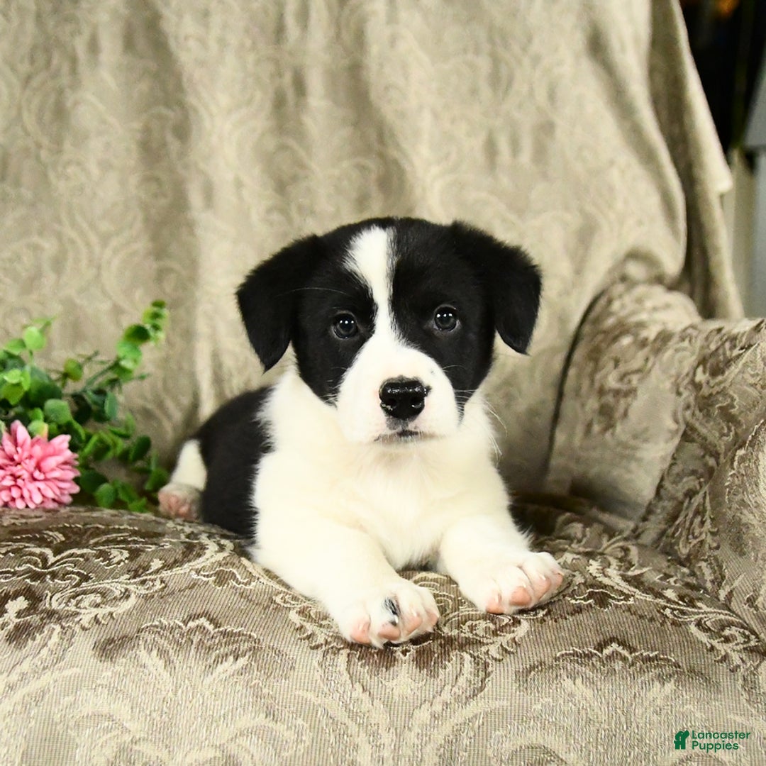 Bernese Mountain Dog dogs for sale: Flo - Image 8