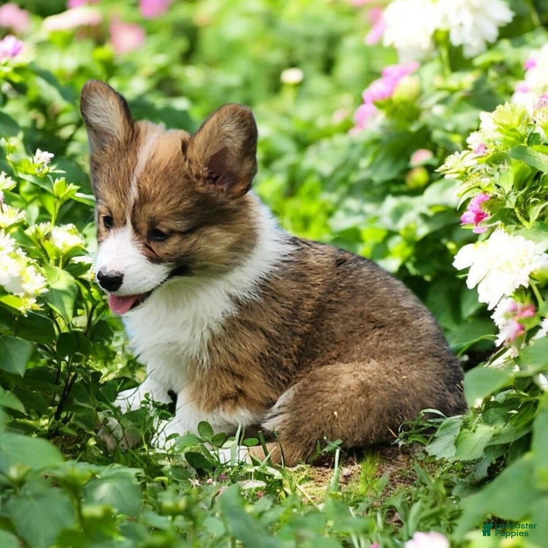 Welsh Corgi Pembroke dogs for sale: Trey Fluffy - Image 1